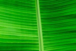 Grün Banane Blatt Textur Hintergrund. foto