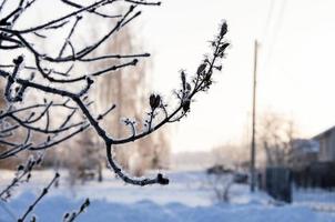 Nahansicht Baum Ast bedeckt mit Frost im Winter. foto