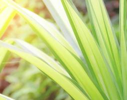 Grün Blätter Muster zum Sommer- oder Frühling Jahreszeit Konzept, Blatt Natur Hintergrund foto