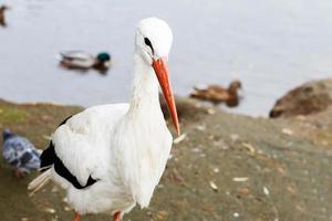 Storch in der Nähe von das See. Porträt von ein Storch foto