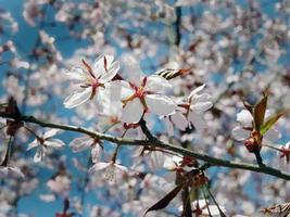 schließen oben Bündel von wild Himalaya Kirsche blühen Blumen, Riese Tiger Blumen, Weiß Sakura, Prunus Cerasoide, mit Blau Himmel Hintergrund, selektiv Fokus foto