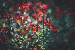 rote Blüten von Salbei