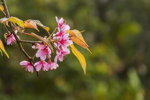 schön wild Himalaya Kirsche Blühen Rosa Prunus Cerasoides Blumen beim phu lom siehe da loei und phitsanulok von Thailand foto