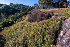 schön Wiese Wildblumen Stroh Blume im das Berge phu hin rong kl National Park, Thailand foto