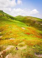 jung Mädchen im Mohn Feld im Georgia Landschaft genießen Frühling abspielen im Wiese Felder wählen Mohnblumen foto