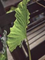 Natur Hintergrund , Kolokasie Zitrone Limette ist schön Blatt Pflanze foto