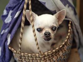 süß Chihuahua im ein Korb . Haustier Hintergrund foto
