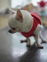chihuahua-hundekonzept weihnachtsmann, weihnachten foto