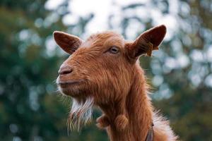 schön braun Ziege Porträt im das Bauernhof foto
