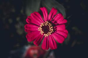 Rosa Zinnie Blume, Zinnie Pflanze im das Garten foto