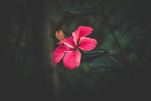 Hibiskus Rose, China Rose, hawaiisch Hibiskus, Rose Malve Blume im das Garten, selektiv Fokus foto