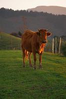 braune Kuh, die auf der Wiese weidet foto