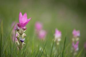 Nahaufnahme von rosa Siam-Tulpen foto