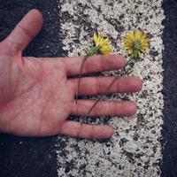 Hand mit kleinen gelben Blüten foto