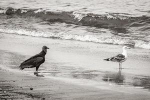 tropische schwarze geier weiße möwe botafogo strand rio de janeiro. foto