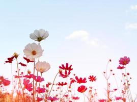 Blumen bei Sonnenuntergang mit blauem Himmel foto