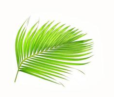 gebogenes hellgrünes Palmblatt auf Weiß foto