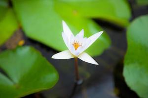 weiße Lotusblume im Wasser foto