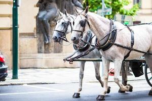 Pferde gezeichnet Wagen Nahansicht foto