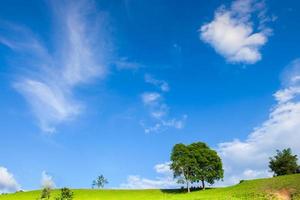 grünes Gras und Bäume mit einem blauen Himmel foto
