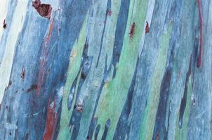 nahaufnahme bunte rinde des regenbogeneukalyptus, texturholz der eukalyptusholzoberfläche foto