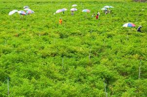 Arbeitskräfte Ernte von Chili Papiere im das Senke hoch Berg das Norden von Thailand, 26 Oktober 2018, Thailand, Dorfbewohner sammeln Chili draußen foto