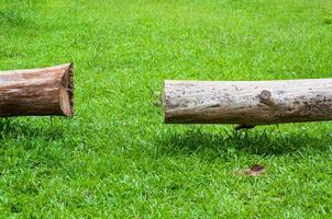 Stück von Log Holz im das Wald auf Grün Gras, Kiefer Bäume foto