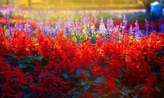 schön von Salvia prächtig scharlachrot Salbei oder tropisch Salbei im das Garten zum Hintergrund foto