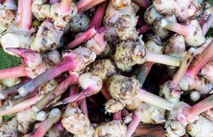 frisch Galangal auf Anzeige beim lokal Markt Thailand foto