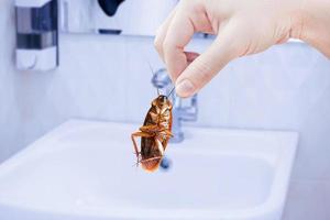 hand, die kakerlake mit toilettenbadezimmerhintergrund hält, kakerlaken im haus beseitigen, kakerlaken als krankheitsüberträger foto