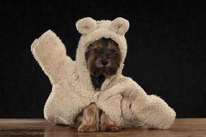 Schnauze Yorkshire Terrier im schön Kleidung. Glanz modisch Hund im ein Pelz Mantel und Hut. foto