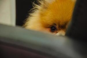 klein rot Hund Spitz Porträt foto