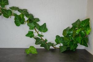 ein Hintergrund mit kostenlos Raum zum Text mit das Blätter von das Pflanze. foto