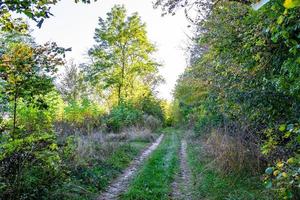 Fotografie zum Thema schöner Fußweg im wilden Laubwald foto