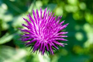 schöne wachsende Blumenwurzel Klettendistel auf Hintergrundwiese foto