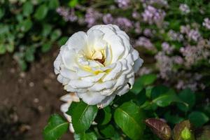 Fotografie zum Thema schöne wild wachsende Blume Rose foto