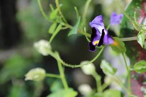 Bokeh Blume Objekt auf Grün und schwarz Hintergrund foto