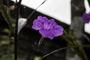 schön Blume lila ruellia humilis im das Morgen. dunkel Licht. Nahansicht foto