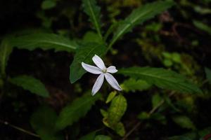 Bokeh Blume Objekt auf Grün und schwarz Hintergrund foto