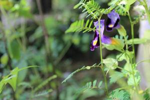 Bokeh Blume Objekt auf Grün und schwarz Hintergrund foto