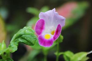 Bokeh Blume Objekt auf Grün und schwarz Hintergrund foto