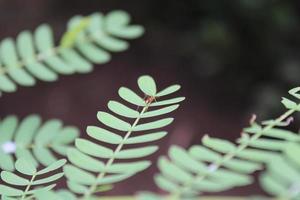 Nahansicht Schuss von ein Ameise Gehen auf ein Grün Blatt wählbar Fokus foto