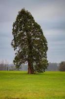 hoch einsam Baum im das Wiese foto