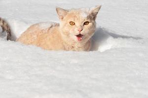 inländisch schön pfirsichfarben Katze von das britisch Rasse sitzt im tief Weiß Schnee auf ein sonnig Winter Tag foto