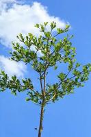 Terminalia ivorensis- diese ist ein klein belaubt Baum einheimisch zu das Wälder von Westen Afrika. und Weiß und Blau Himmel während heiß und sonnig Tage im das Landschaft. Pflanze ein Garten - - machen es schön foto