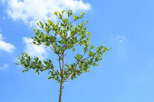 Terminalia ivorensis- diese ist ein klein belaubt Baum einheimisch zu das Wälder von Westen Afrika. und Weiß und Blau Himmel während heiß und sonnig Tage im das Landschaft. Pflanze ein Garten - - machen es schön foto