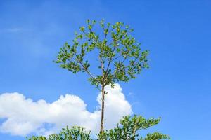 Terminalia ivorensis- diese ist ein klein belaubt Baum einheimisch zu das Wälder von Westen Afrika. und Weiß und Blau Himmel während heiß und sonnig Tage im das Landschaft. Pflanze ein Garten - - machen es schön foto