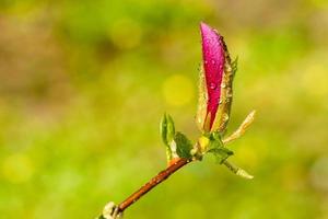 Makro-Magnolienknospe mit Tropfen bedeckt foto