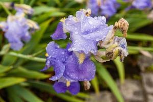 Schöne Blumen Iris mit Wassertropfen nach einem Regen foto