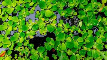 schöne und erstaunliche grüne Wasserpflanze foto